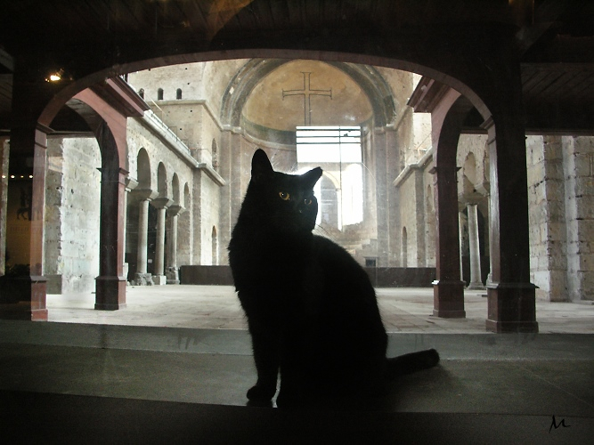 Istanbul fort-cat