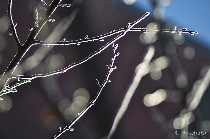 Icy branches-II